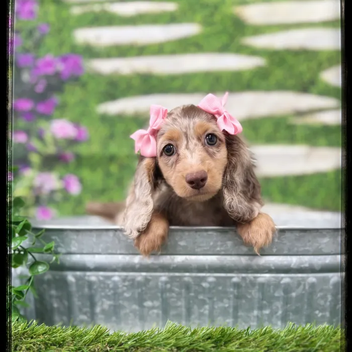 Female Mini Dachshund puppy named Lola for sale at Idaho Puppy - Coeur d'Alene.