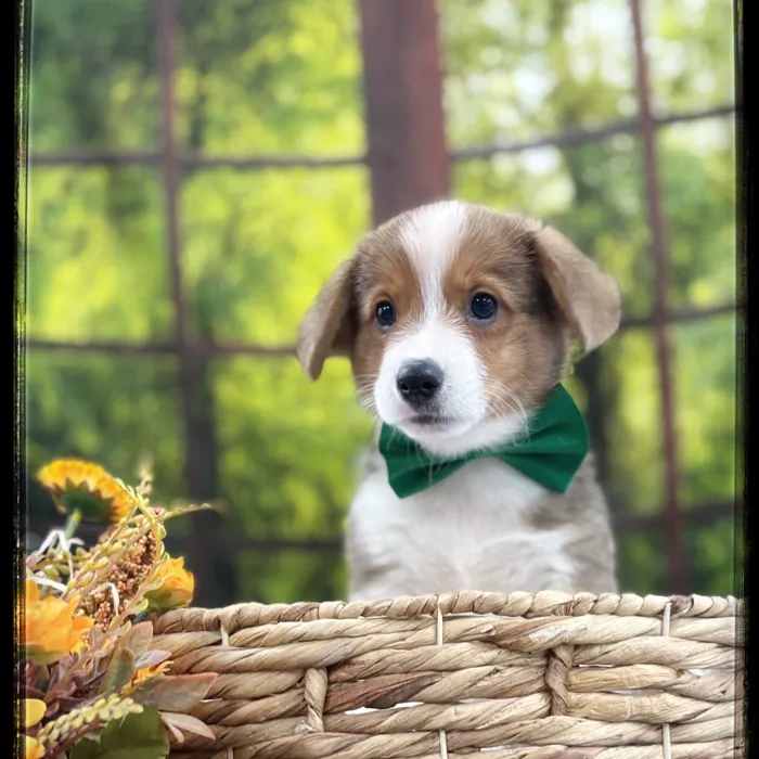Male Pembroke Welsh Corgi puppy named Bam Bam for sale at Idaho Puppy - Twin Falls.