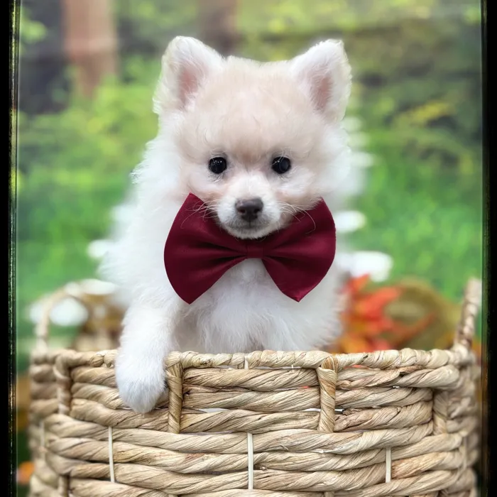 Male Pomeranian puppy named Dominic for sale at Idaho Puppy - Nampa.