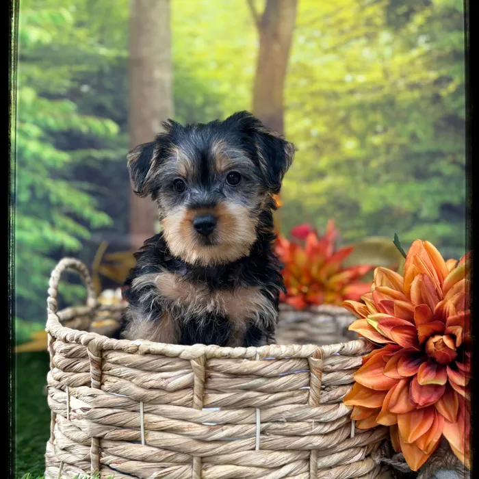 Male Silky Terrier puppy named Percival for sale at Idaho Puppy - Coeur d'Alene.