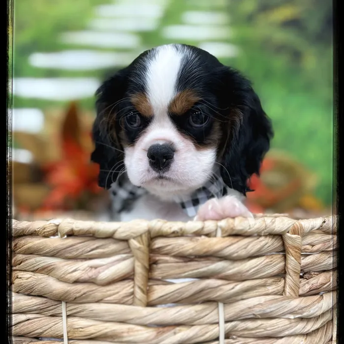Male Cavalier King Charles Spaniel puppy named Jackson for sale at Idaho Puppy - Coeur d'Alene.