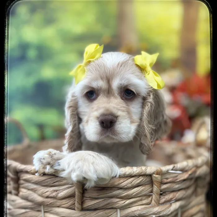 Female Cocker Spaniel puppy named Rosie for sale at Idaho Puppy - Coeur d'Alene.