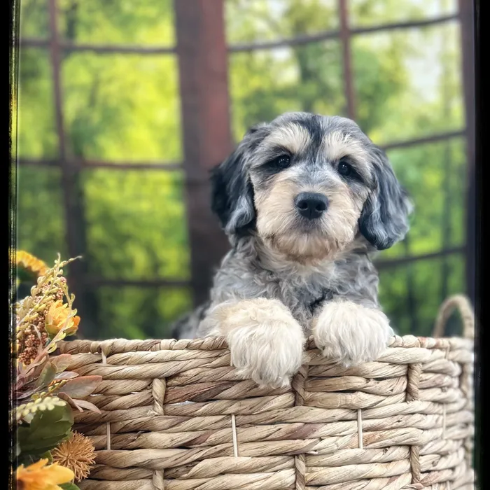 Male Goldendoodle puppy named Waffles for sale at Idaho Puppy - Nampa.
