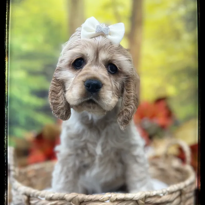 Female Cocker Spaniel puppy named Layla for sale at Idaho Puppy - Nampa.