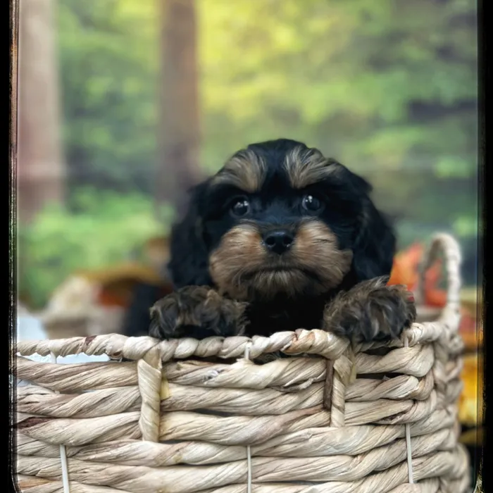Male Cavapoo-Shipoo puppy named Duncan for sale at Idaho Puppy - Nampa.