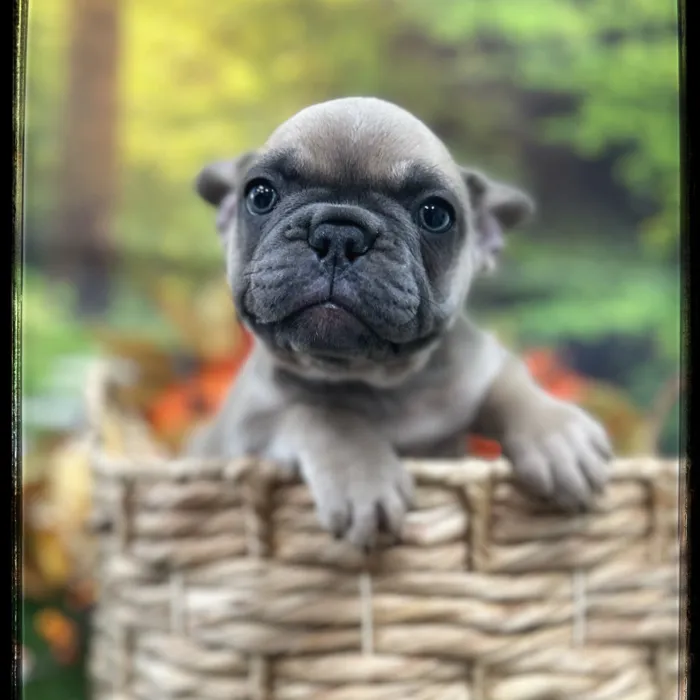 Female French Bulldog puppy named Cherry for sale at Idaho Puppy - Meridian.