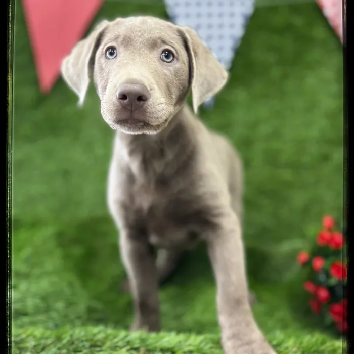 Female Labrador Retriever puppy named Rainy for sale at Idaho Puppy - Coeur d'Alene.