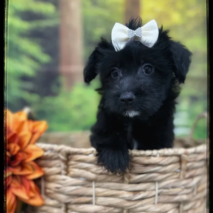 Female Corgi-Poo puppy named Briar for sale at Idaho Puppy - Nampa.