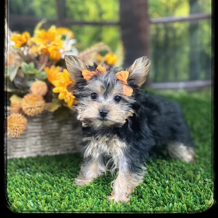 Female Yorkie puppy named Gigi for sale at Idaho Puppy - Coeur d'Alene.