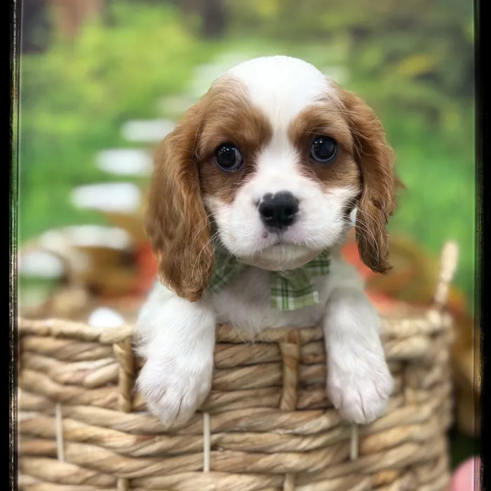 Male Cavalier King Charles Spaniel puppy named Murray for sale at Idaho Puppy - Twin Falls.
