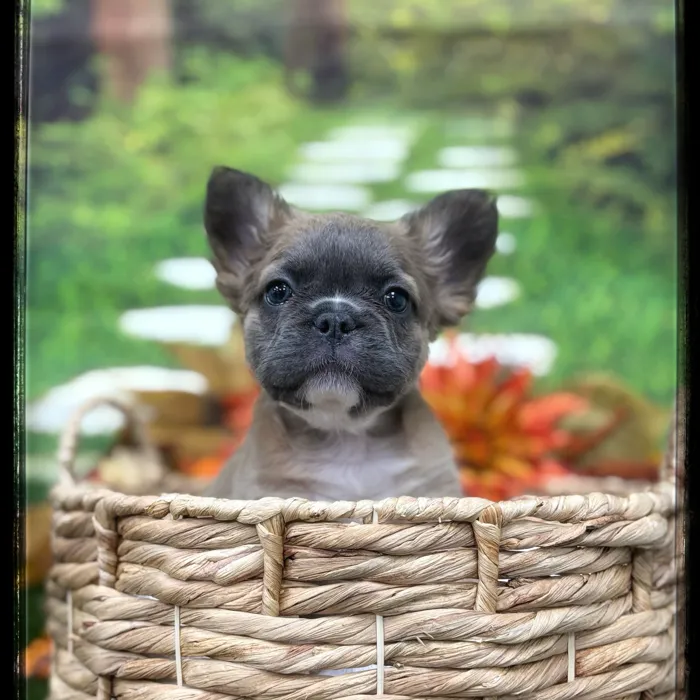 Female Fluffy French Bulldog puppy named Glinda for sale at Idaho Puppy - Nampa.