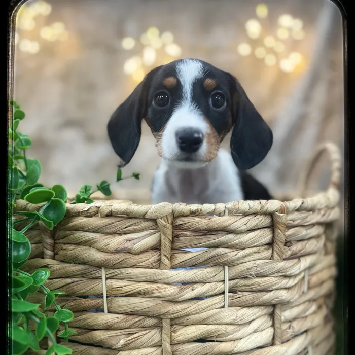 Female Mini Dachshund puppy named Freckles for sale at Idaho Puppy - Coeur d'Alene.