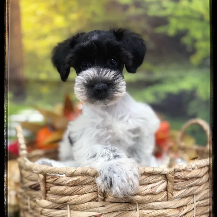 Male Mini Schnauzer puppy named Anton for sale at Idaho Puppy - Meridian.