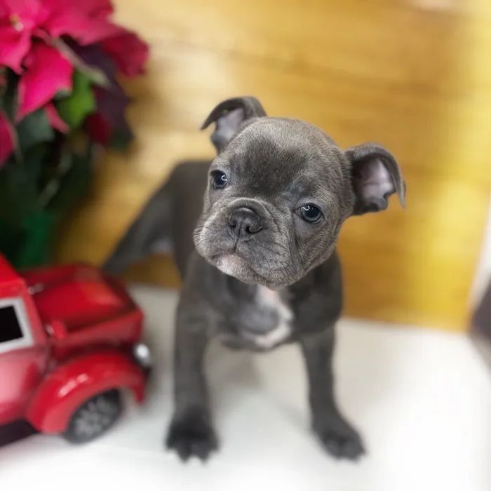 Female French Bulldog puppy named Elena for sale at Idaho Puppy - Twin Falls.