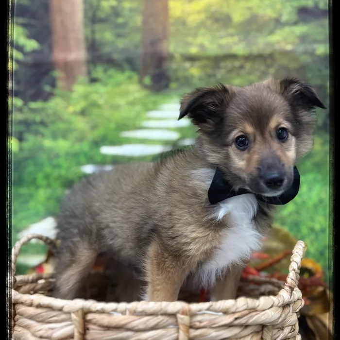 Male Sheltie puppy named Hugo for sale at Idaho Puppy - Coeur d'Alene.