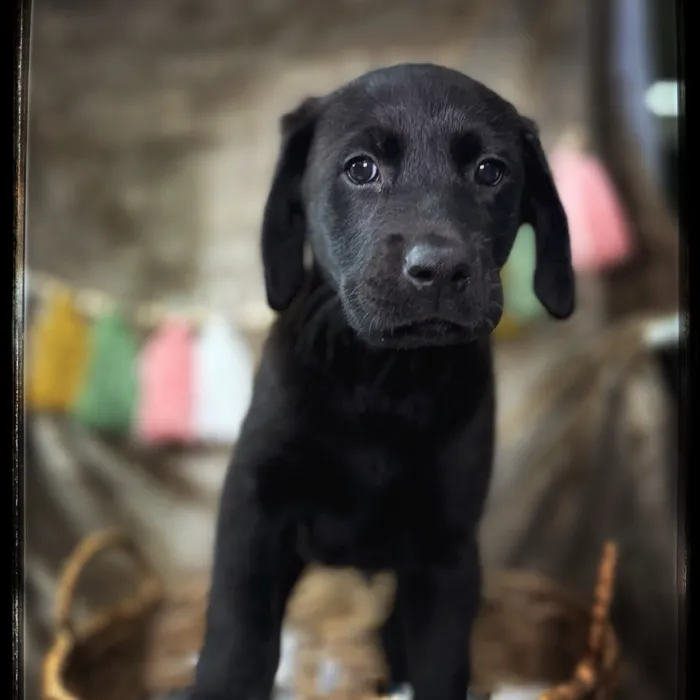 Male Labrador Retriever puppy named Robin for sale at Idaho Puppy - Meridian.