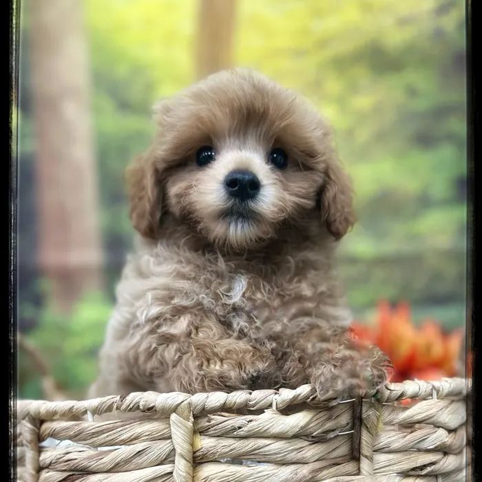 Male Maltipoo puppy named Brady for sale at Idaho Puppy - Coeur d'Alene.