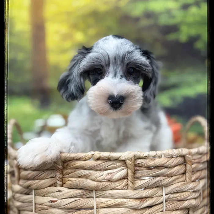 Male Mini Schnauzer puppy named Oswald for sale at Idaho Puppy - Nampa.
