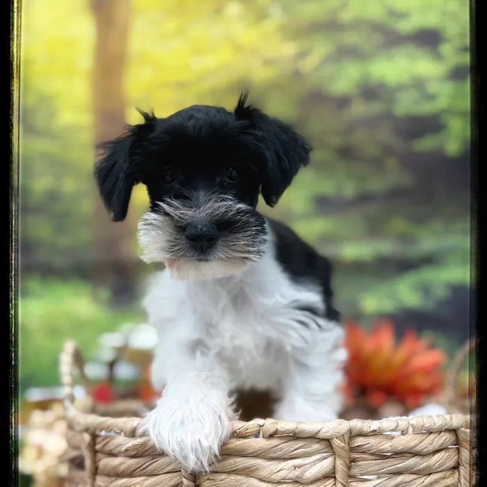 Male Mini Schnauzer puppy named Sigmund for sale at Idaho Puppy - Meridian.