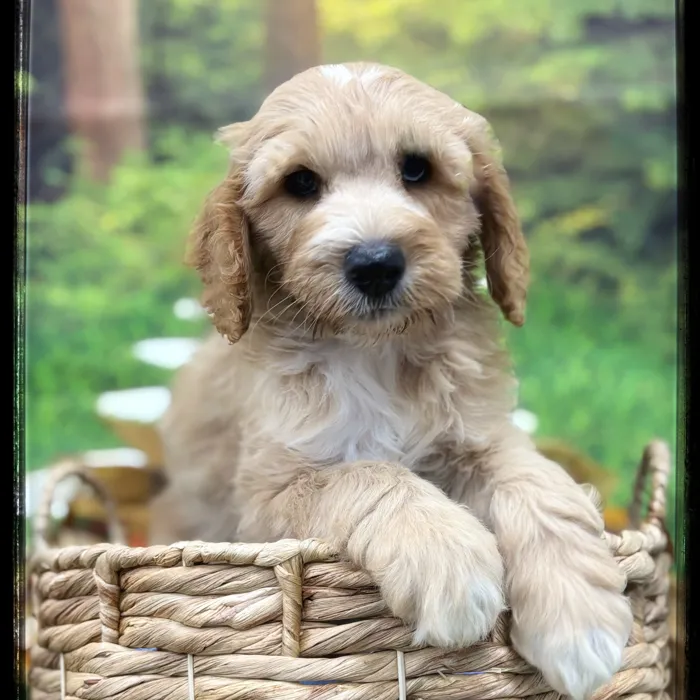 Male Goldendoodle puppy named Waffles for sale at Idaho Puppy - Coeur d'Alene.