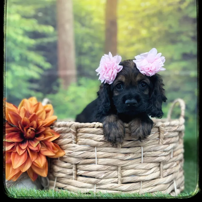 Female Cockapoo puppy named August for sale at Idaho Puppy - Twin Falls.