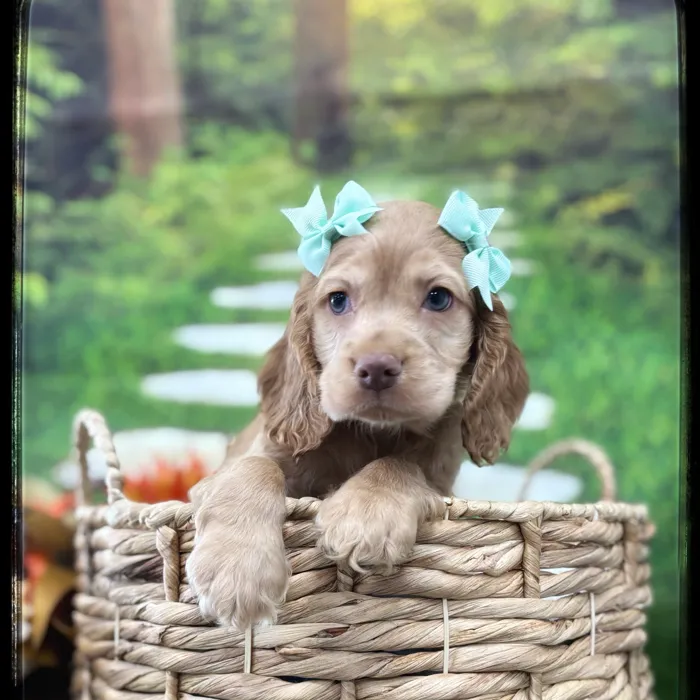 Female Cocker Spaniel puppy named Hazelnut for sale at Idaho Puppy - Twin Falls.