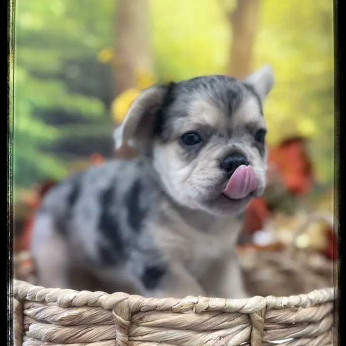 Male French Bulldog puppy named Geppetto for sale at Idaho Puppy - Meridian.