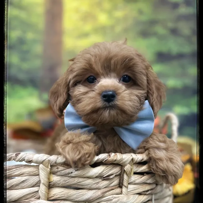 Male Cavapoo puppy named Dustin for sale at Idaho Puppy - Meridian.