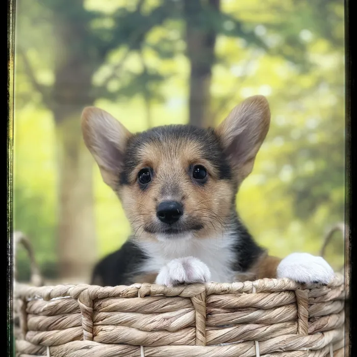 Male Pembroke Welsh Corgi puppy named Boo for sale at Idaho Puppy - Coeur d'Alene.