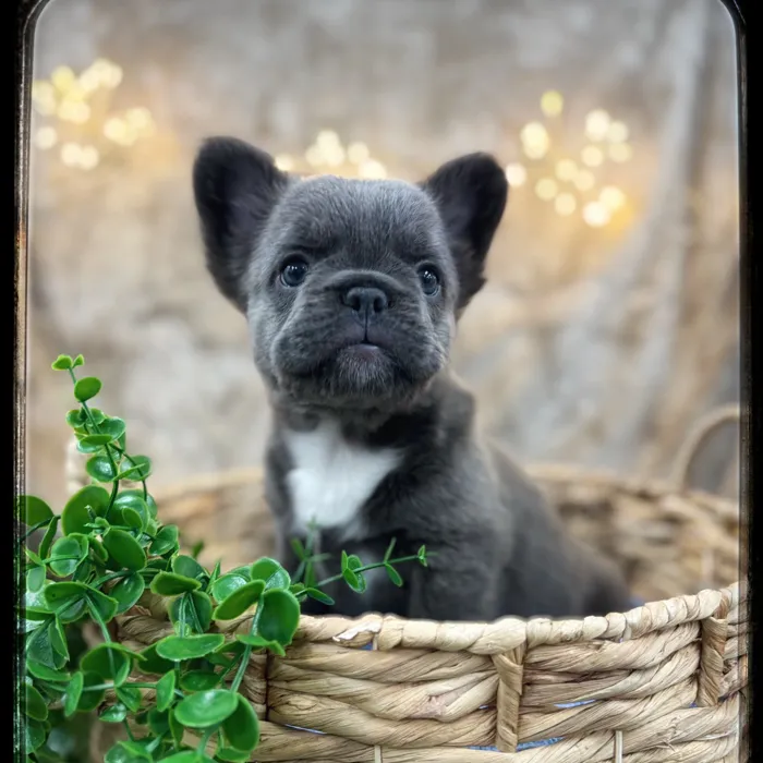 Female Fluffy French Bulldog puppy named Mochi for sale at Idaho Puppy - Coeur d'Alene.