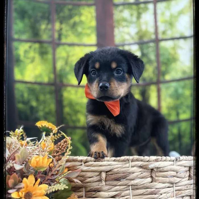 Female Rottweiler puppy named Riata for sale at Idaho Puppy - Coeur d'Alene.