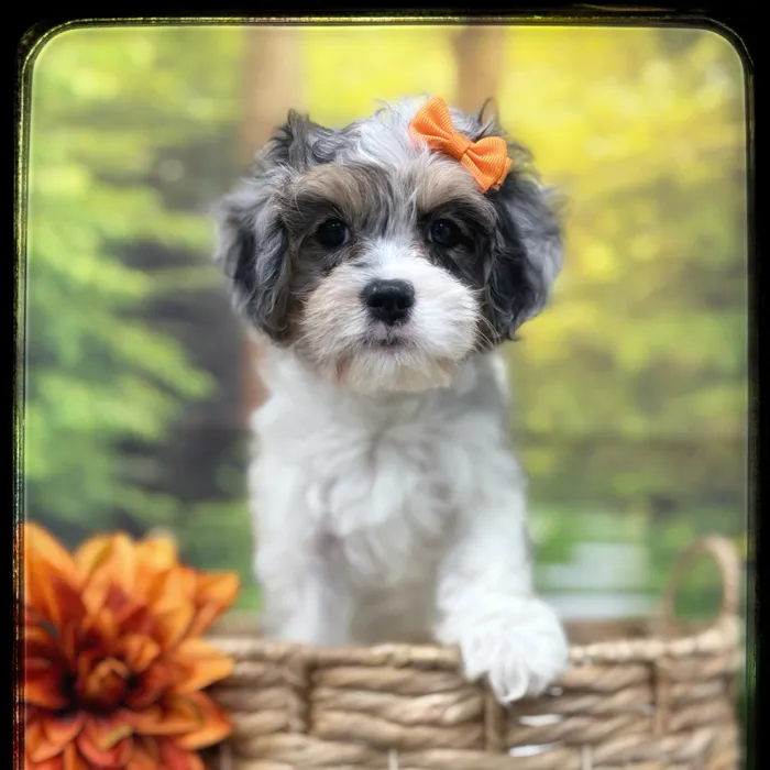 Female Cavapoo puppy named Cider for sale at Idaho Puppy - Twin Falls.