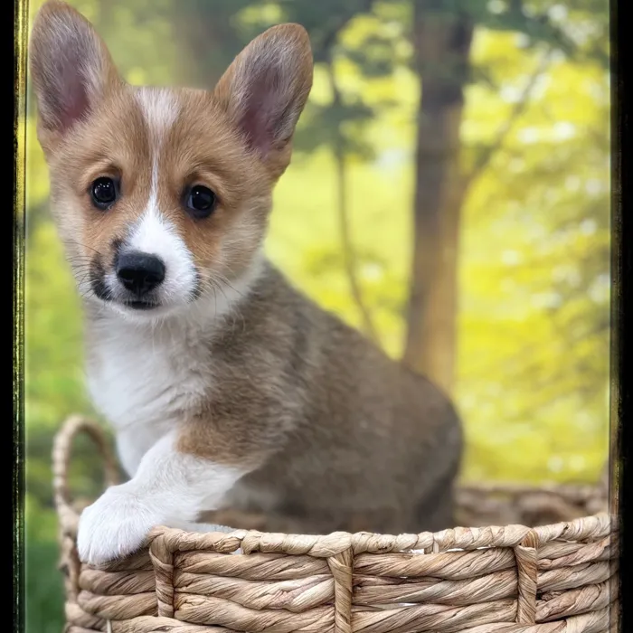 Male Pembroke Welsh Corgi puppy named Bat for sale at Idaho Puppy - Meridian.