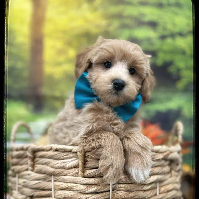 Male Maltipoo puppy named Dexter for sale at Idaho Puppy - Meridian.