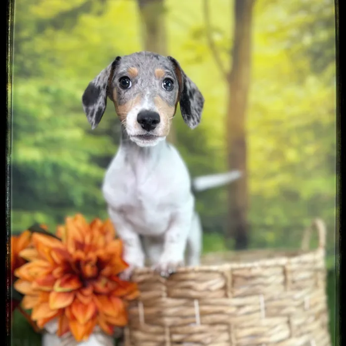 Male Mini Dachshund puppy named Tuff for sale at Idaho Puppy - Coeur d'Alene.