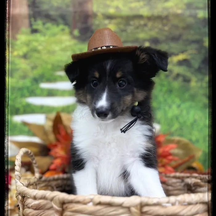 Male Sheltie puppy named Ian for sale at Idaho Puppy - Nampa.