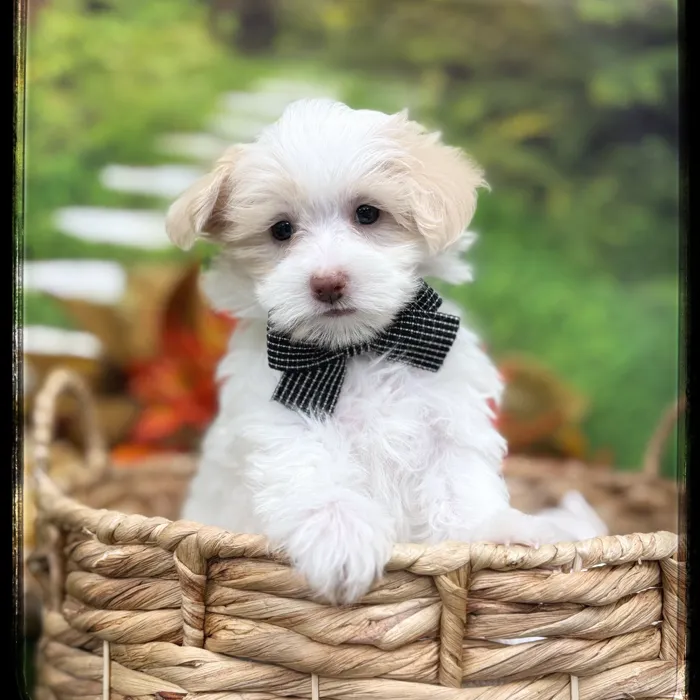 Male Maltipoo puppy named Ace for sale at Idaho Puppy - Coeur d'Alene.