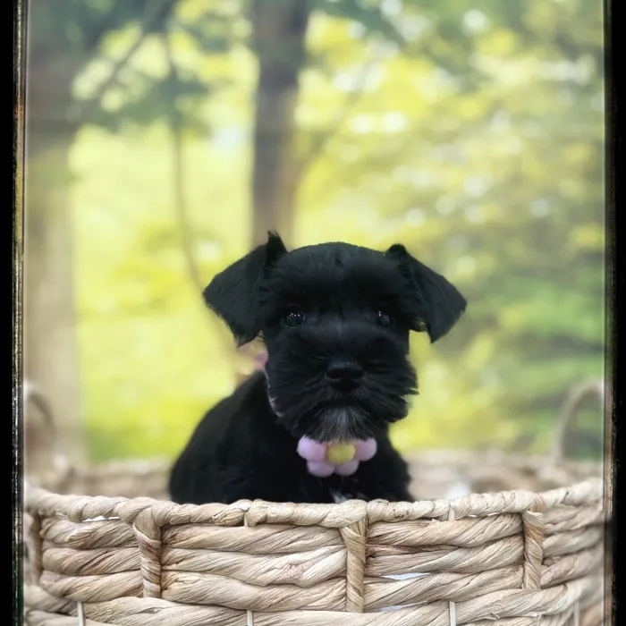 Female Mini Schnauzer puppy named Minerva for sale at Idaho Puppy - Twin Falls.