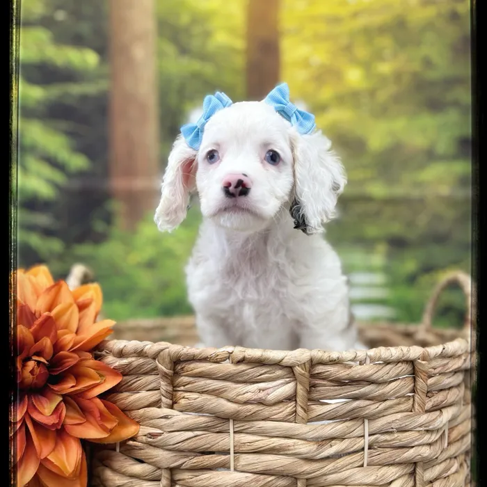 Female Cockapoo puppy named Marigold for sale at Idaho Puppy - Coeur d'Alene.
