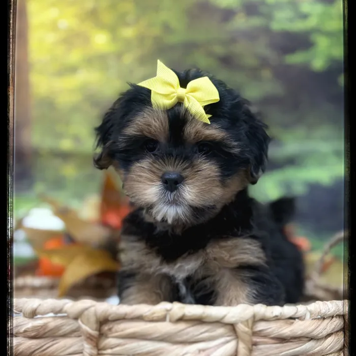 Female Shorkie puppy named Pippa for sale at Idaho Puppy - Coeur d'Alene.
