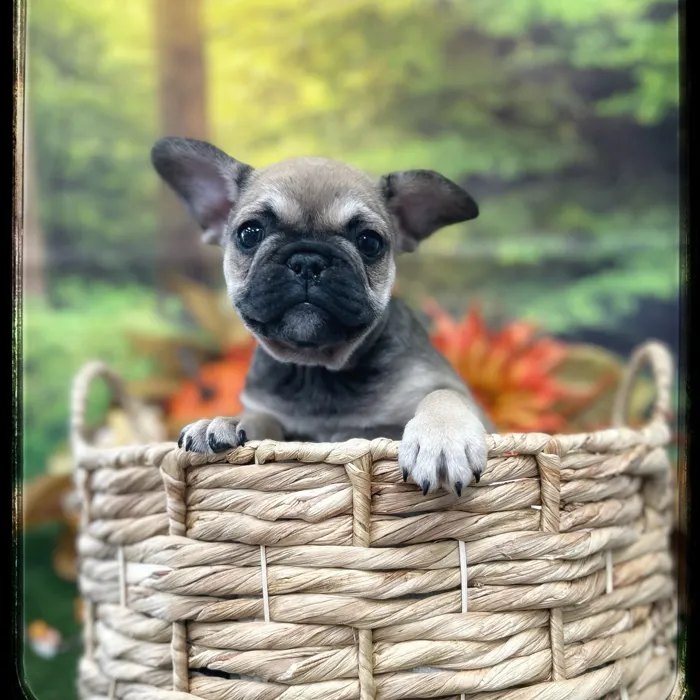 Female French Bulldog puppy named Pumpkin for sale at Idaho Puppy - Coeur d'Alene.