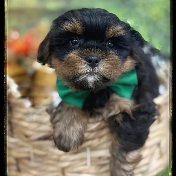 Male Shorkie puppy named Spike for sale at Idaho Puppy - Nampa.