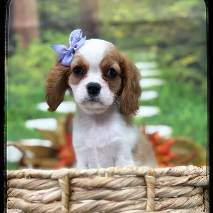 Female Cavalier King Charles Spaniel puppy named Apple for sale at Idaho Puppy - Twin Falls.