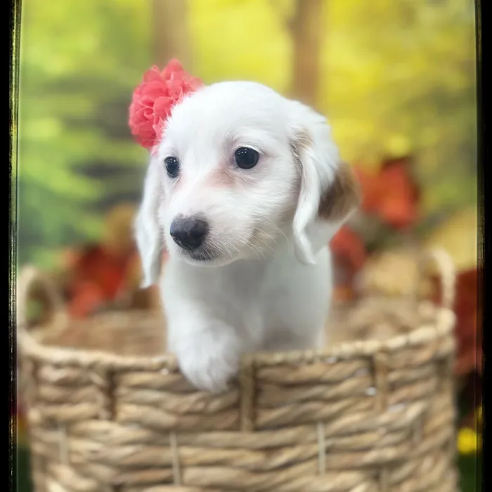 Female Doxie Poo puppy named Coraline for sale at Idaho Puppy - Twin Falls.