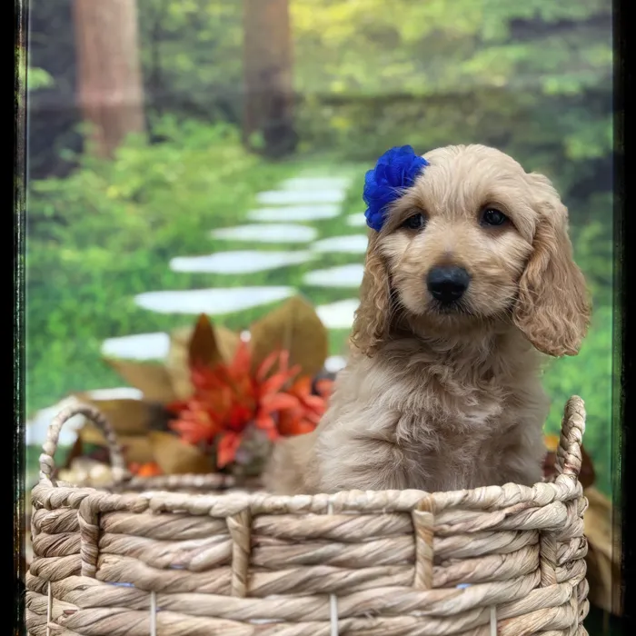 Female Goldendoodle puppy named Dahila for sale at Idaho Puppy - Twin Falls.