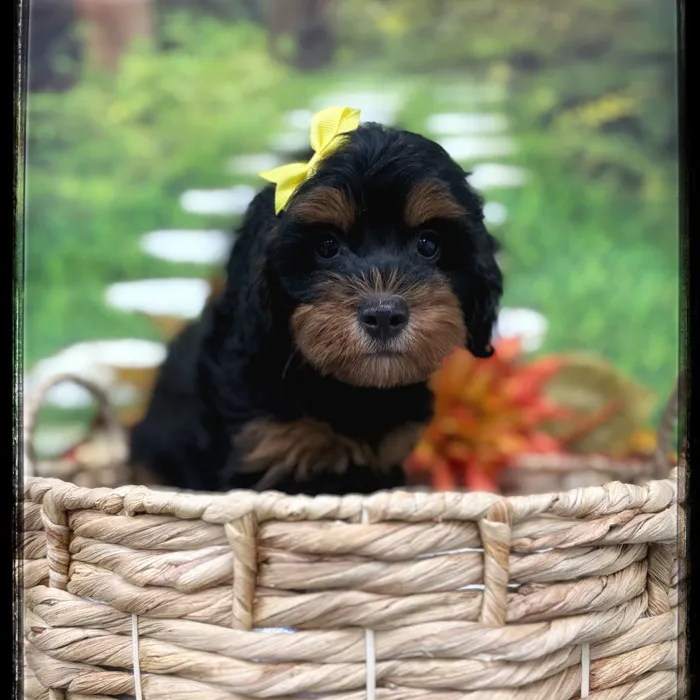 Female Mini Bernedoodle puppy named Josie for sale at Idaho Puppy - Nampa.