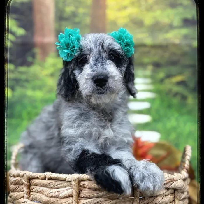 Female Goldendoodle puppy named Pip for sale at Idaho Puppy - Coeur d'Alene.