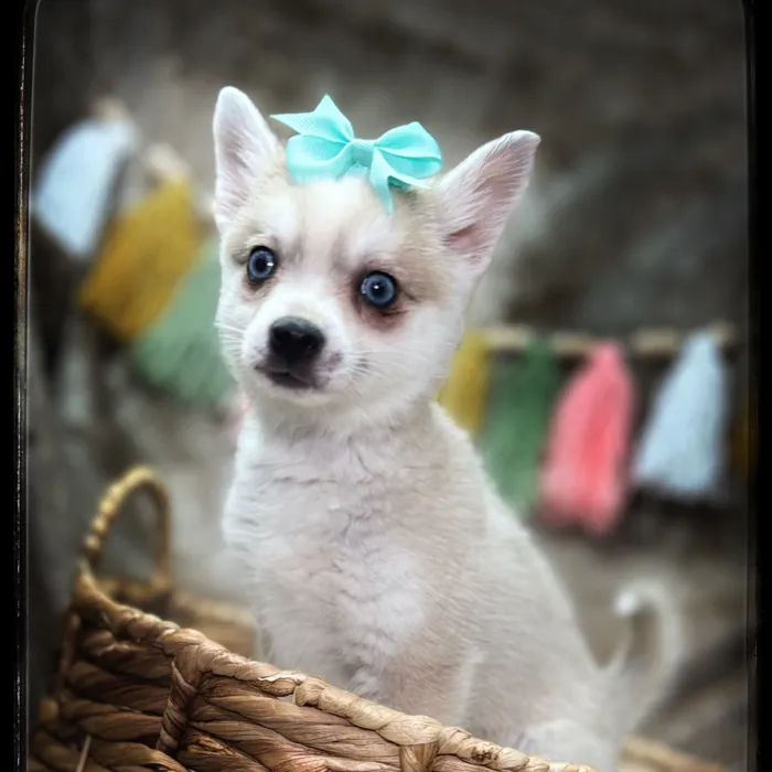 Female Alaskan Klee Kai puppy named Blueberry for sale at Idaho Puppy - Coeur d'Alene.