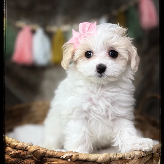 Female Maltipoo puppy named Sadie for sale at Idaho Puppy - Coeur d'Alene.