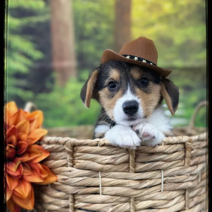 Male Pembroke Welsh Corgi puppy named Schroeder for sale at Idaho Puppy - Nampa.